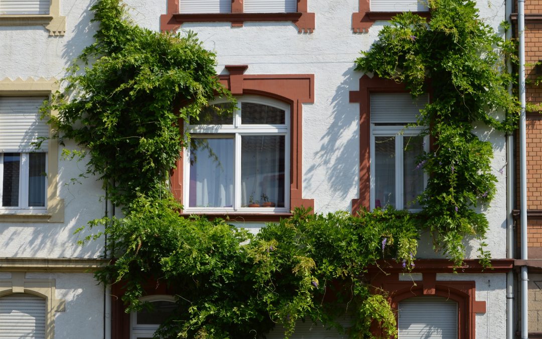 Fassadenbegrünung